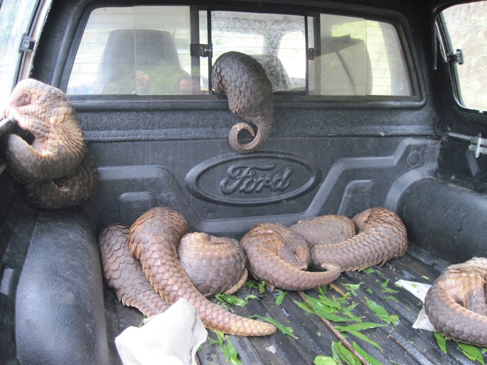 Các đối tượng buôn lậu thường dùng nhiều phương tiện để vận chuyển tê tê trái phép. (Ảnh: ENV)