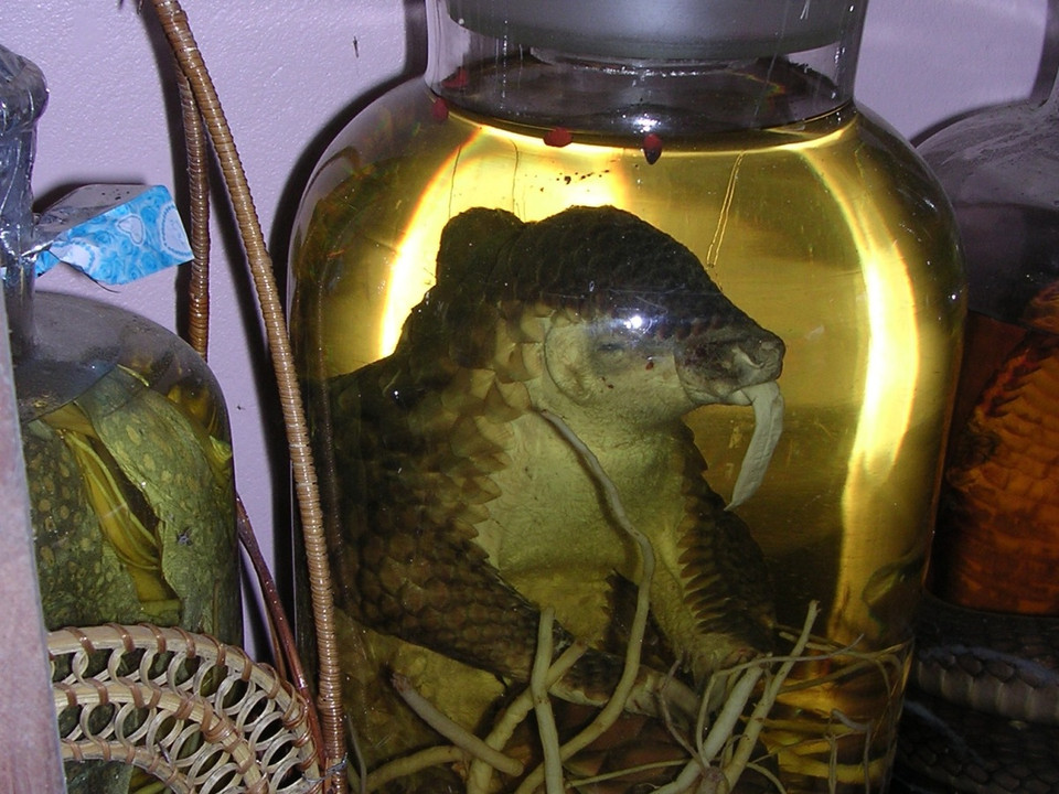 Tê tê bị ngâm rượu, bày bán trong nhiều nhà hàng. (Ảnh: ENV)