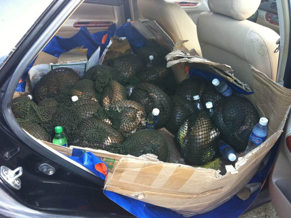 Xe ô tô con là một trong những phương tiện được các đối tượng buôn lậu sử dụng để vận chuyển tê tê. (Ảnh: ENV)