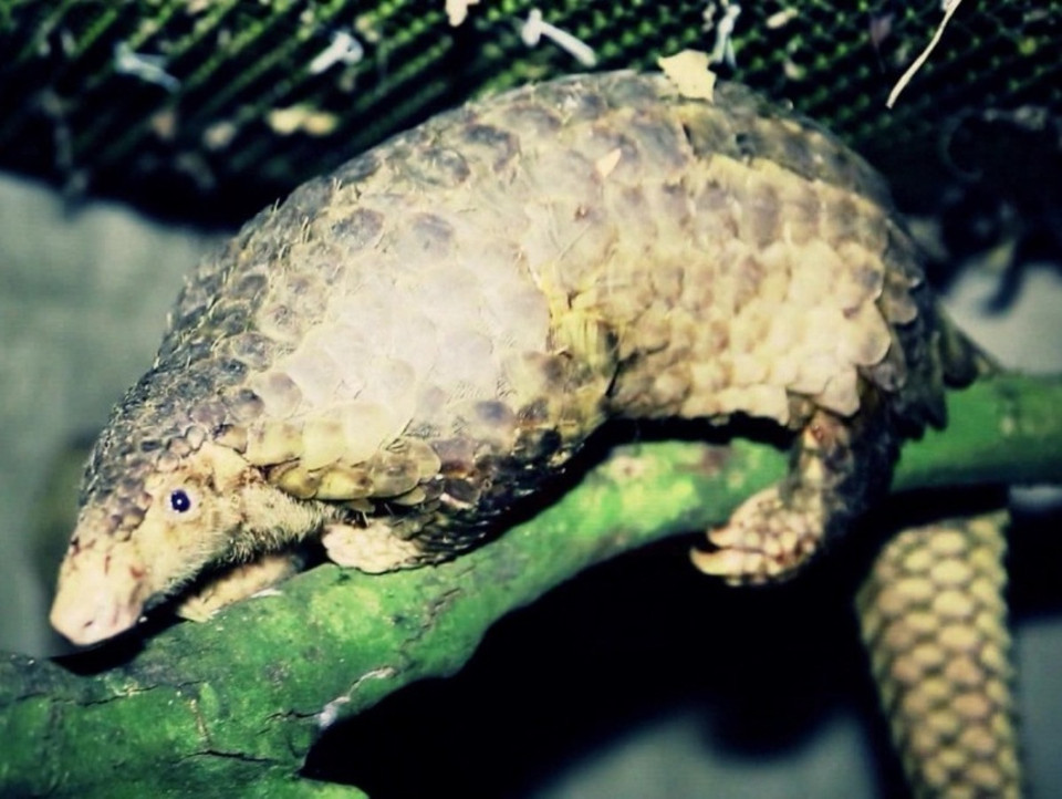 Tê tê là loai động vật có vú bị buôn bán nhiều nhất trên thế giới. (Ảnh: ENV)