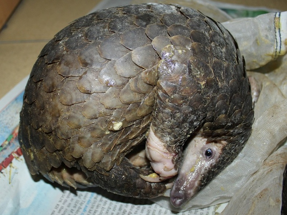 Cá thể tê tê nằm cuộc tròn sợ hãi trong quá trình bị các đối tượng phạm tội vận chuyển, buôn bán trái phép. (Ảnh: ENV)