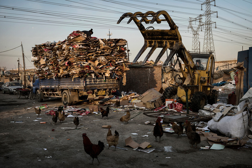 Những chú gà đi lại quanh làng Dong Xiao Kou trong khi một số nhân công chất bìa carton lên một xe tải để chở đi tái chế. (Ảnh: Kevin Frayer/Getty Images)