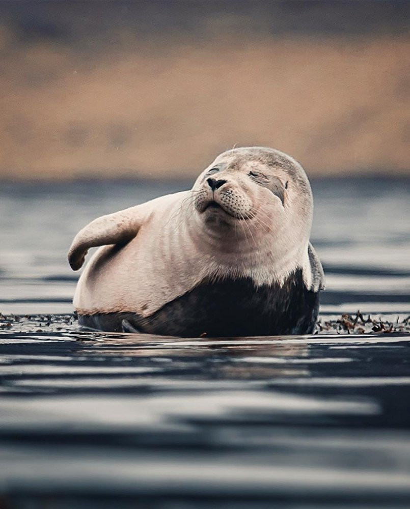 Một 'siêu mẫu' hải cẩu nằm dài thư giãn trên bãi biển. (Nguồn: Sputnik)
