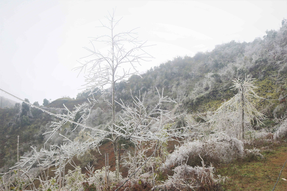 Băng giá bao phủ dày trên đỉnh núi Ca Dằm (Cao Bằng). (Ảnh: Chu Hiệu/TTXVN)