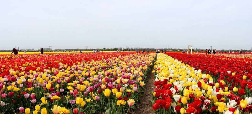 Cánh đồng hoa Tulip Hillegom, nằm ở tỉnh Noord-Holland của Hà Lan. (Ảnh: Hương Giang/TTXVN)