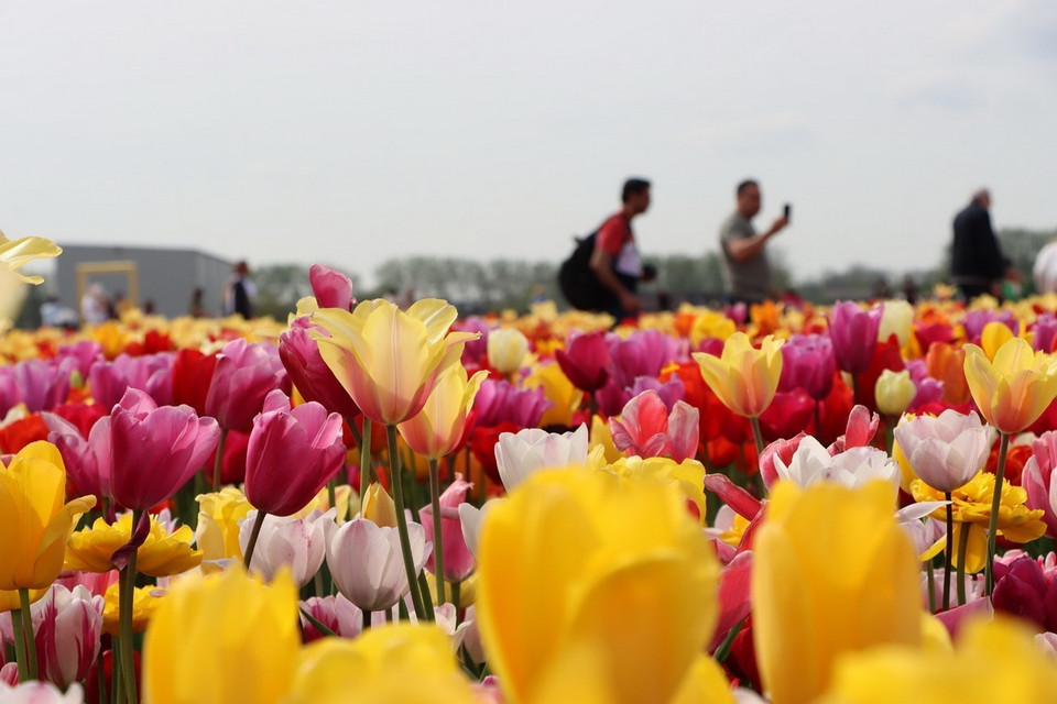 Hoa Tulip rực rỡ sắc màu. (Ảnh: Hương Giang/TTXVN)
