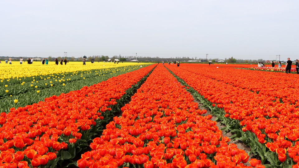 Cánh đồng hoa tulip Hillegom, nằm ở tỉnh Noord-Holland của Hà Lan. (Ảnh: Hương Giang/TTXVN)