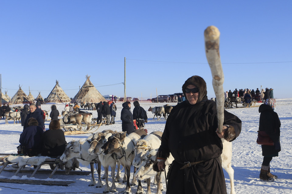 Sau lễ hội, người dân bản địa sẽ di chuyển đàn hươu đến các đồng cỏ mùa hè trên các đài nguyên Tundra ở khoảng cách xa hàng trăm kilomet. (Ảnh: Trần Hiếu/TTXVN)