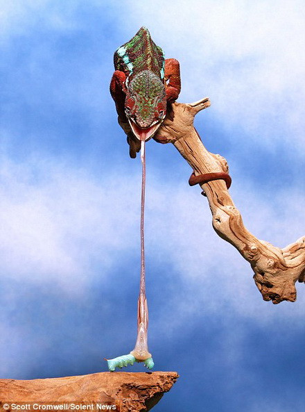 Những con tắc kè hoa có thể phóng lưỡi và kéo dài lưỡi gấp 1,5 lần chiều dài cơ thể. (Nguồn: Solent News)