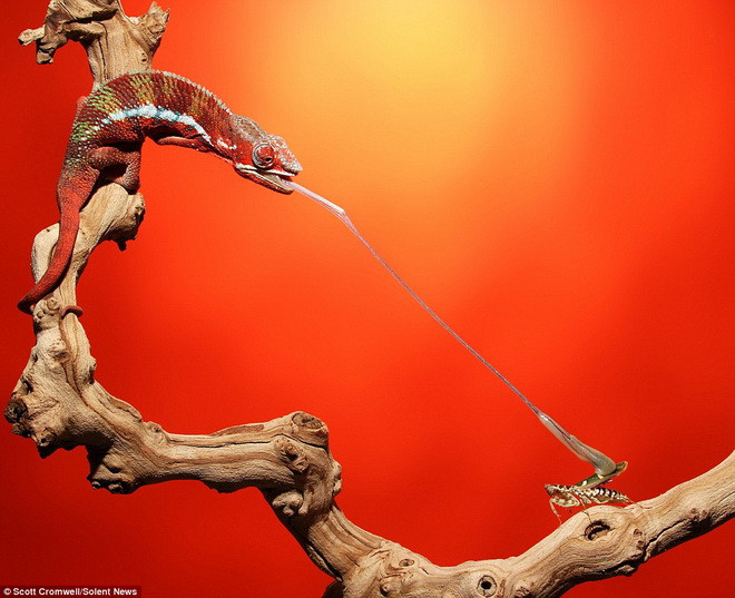 Tắc kè hoa dùng lưỡi để bắt con mồi ở xa. (Nguồn: Solent News)