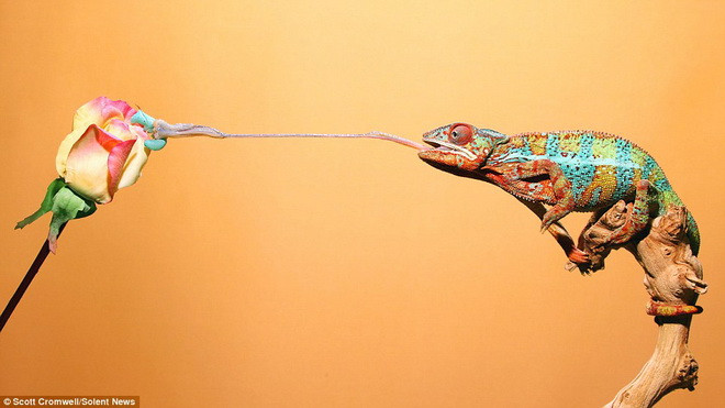  Tắc kè hoa dùng lưỡi để quấn lấy con mồi. (Nguồn: Solent News)