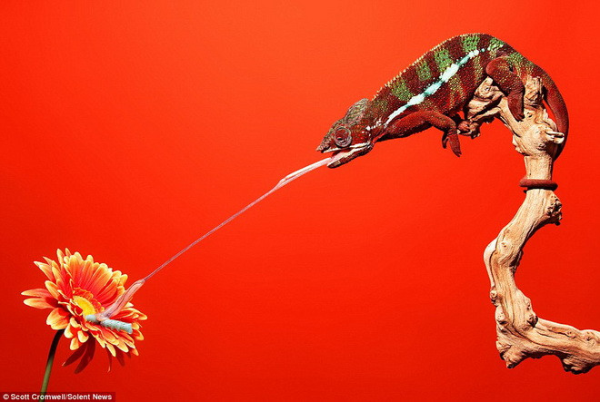Những con tắc kè hoa có thể phóng lưỡi và kéo dài lưỡi gấp 1,5 lần chiều dài cơ thể. (Nguồn: Solent News)