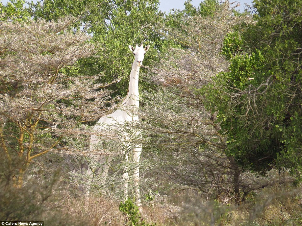 Tuy nhiên, trên thực tế, nó bị mắc chứng thiếu sắc tố da (leucism) dẫn đến chỉ một số tế bào da có màu. (Nguồn: Caters News Agency)