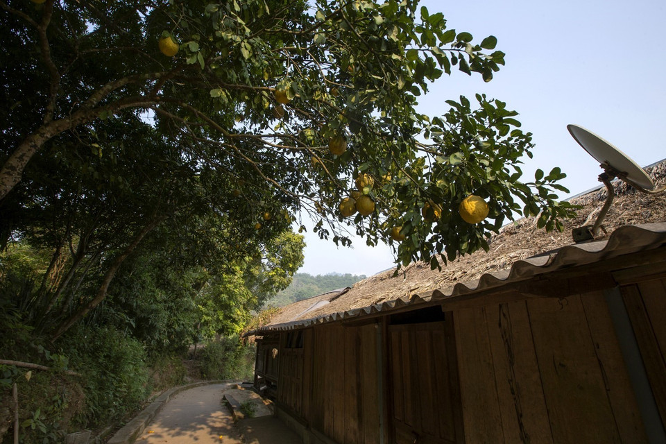 Những cây trái sai quả trên những lỗi đi trong bản Mường Giang Mỗ. (Ảnh: Trọng Đạt/TTXVN)