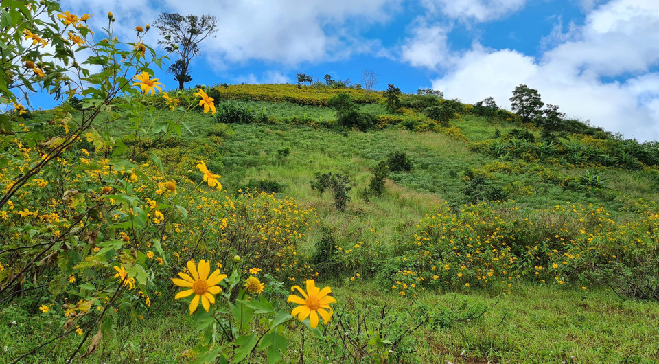 Đỉnh núi lừa Chư Đăng Ya (Chư Păh, Gia Lai) được nhuộm vàng bởi màu dã quỳ rực rỡ. (Ảnh: Hồng Điệp/TTXVN)