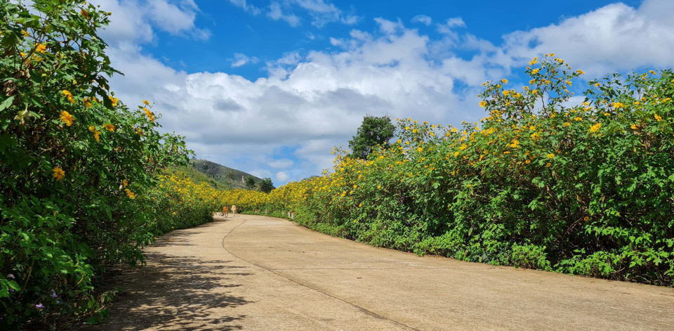 Hoa dã quỳ nở vàng rực trên các con đường tại Gia Lai. (Ảnh: Hồng Điệp/TTXVN)