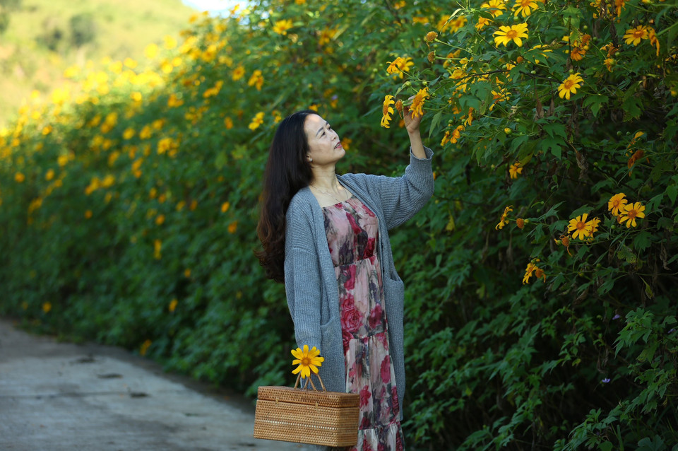 Du khách ngắm hoa dã quỳ vàng tại miệng núi lửa Chư Đăng Ya, tỉnh Gia Lai. (Ảnh: Hồng Điệp/TTXVN)