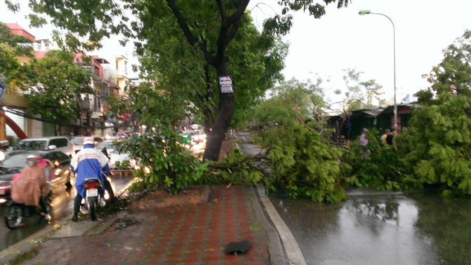 Cây xanh đổ chắn ngang đường ở Đường Láng. (Ảnh: Võ Phương/Vietnam+)