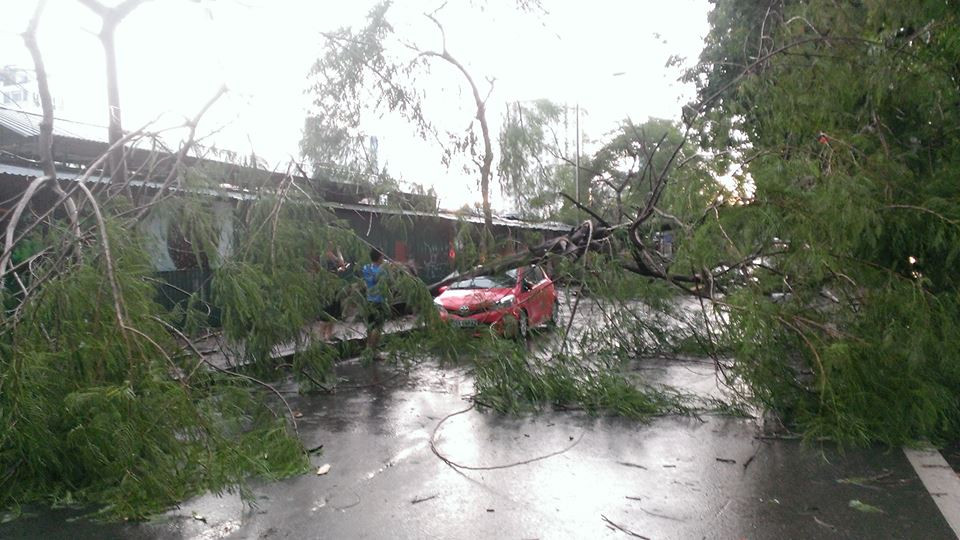 Cây xanh đổ làm hư hỏng một xe ôtô trên Đường Láng. (Ảnh: Võ Phương/Vietnam+)