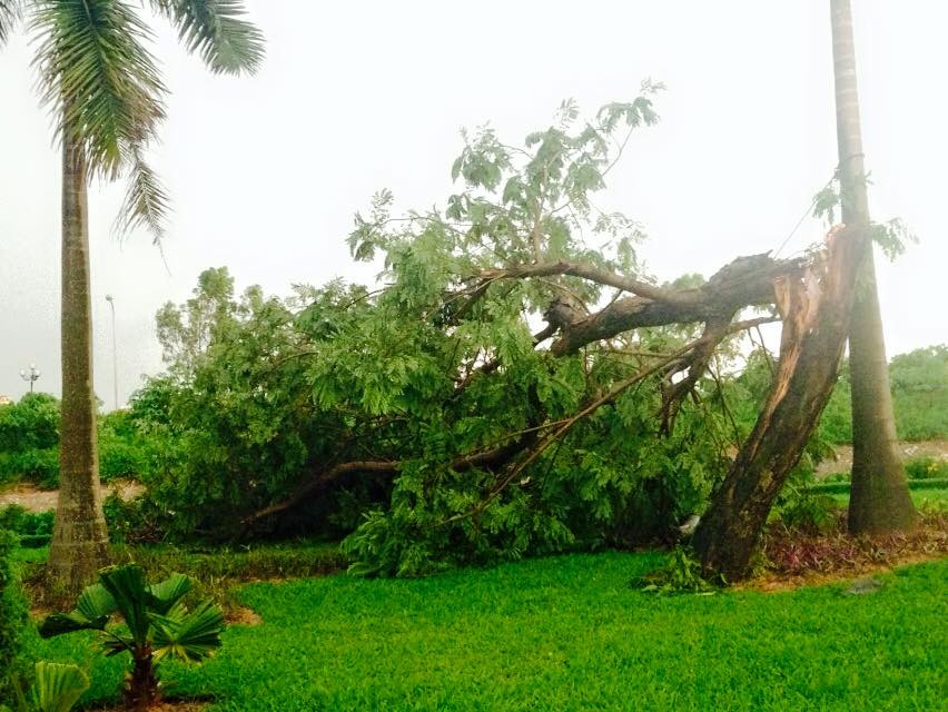 Nhiều cây xanh gãy đổ sau cơn dông. (Ảnh: Sơn Bách/Vietnam+)