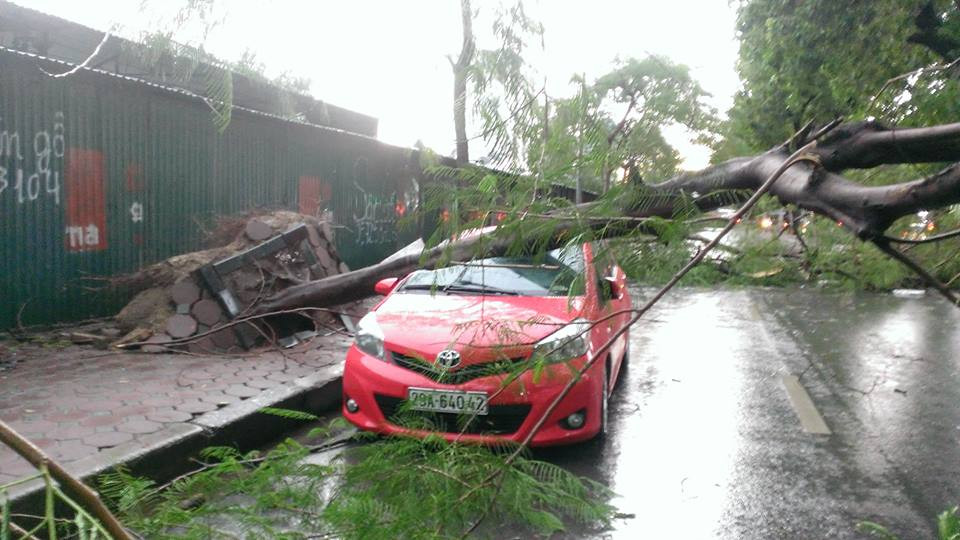 Cây xanh đổ làm hư hỏng một xe ôtô trên Đường Láng. (Ảnh: Võ Phương/Vietnam+)