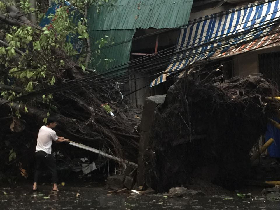 Cây đổ trên phố Trần Xuân Soạn. (Nguồn: Vietnam+)