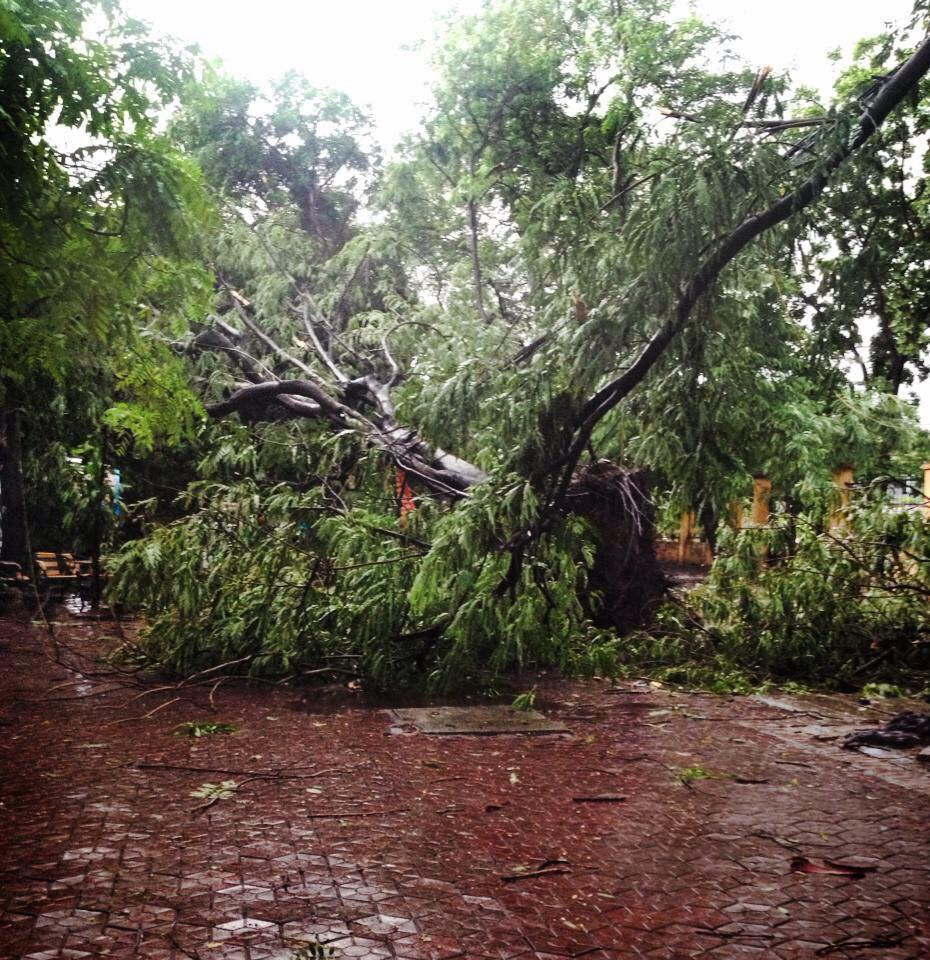 Cây xanh đổ ở sân vận động Nghĩa Tân. (Ảnh: Lê Dũng/Vietnam+)