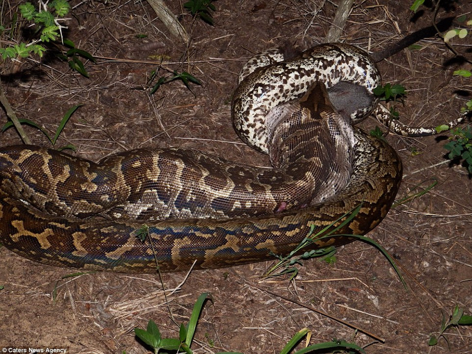 Chú trăn phải mất một vài tiếng để nuốt chửng hoàn toàn con mồi. (Nguồn: Caters News Agency)