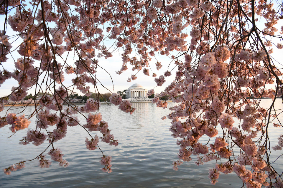 Hoa anh đào khoe sắc tại hồ Tidal, Washington D.C., Mỹ, ngày 1/4/2019. (Ảnh: THX/ TTXVN)