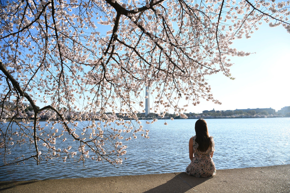 Hoa anh đào khoe sắc tại Washington D.C., Mỹ, ngày 1/4/2019. (Ảnh: THX/ TTXVN)