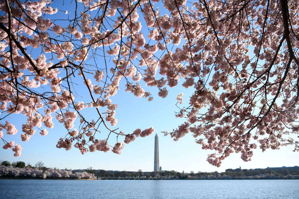 Hoa anh đào khoe sắc tại Washington D.C., Mỹ, ngày 1/4/2019. (Ảnh: THX/ TTXVN)