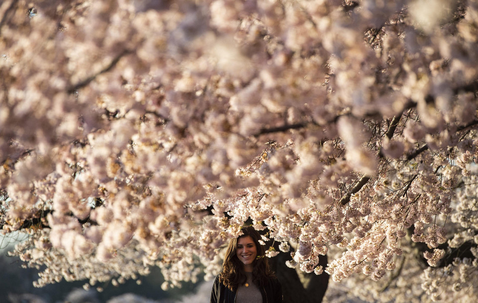Hoa anh đào nở rộ tại hồ Tidal ở Washington, DC, Mỹ ngày 3/4. (Ảnh: AFP/TTXVN)