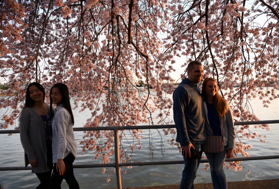 Hoa anh đào khoe sắc tại hồ Tidal, Washington D.C., Mỹ, ngày 1/4/2019. (Ảnh: THX/ TTXVN)