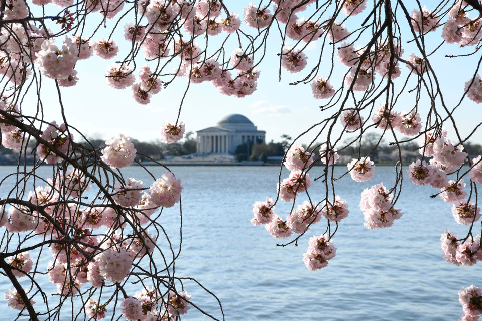 Hoa anh đào khoe sắc tại Washington D.C., Mỹ, ngày 1/4/2019. (Ảnh: THX/ TTXVN)