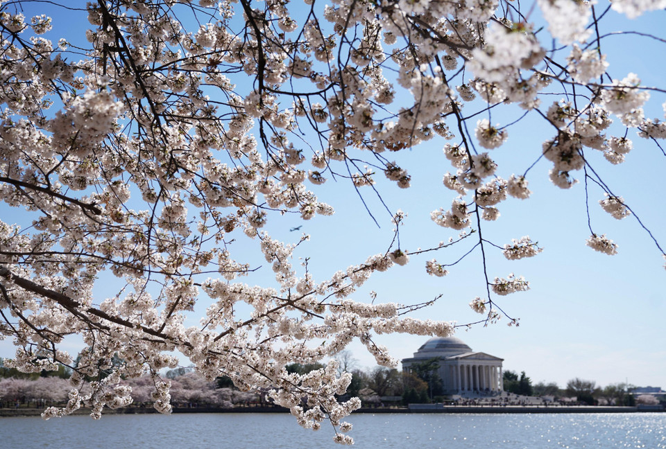  Hoa anh đào nở rộ tại hồ Tidal ở Washington, DC, Mỹ ngày 3/4. (Ảnh: AFP/TTXVN)