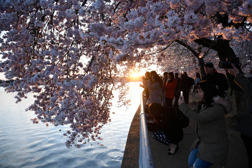 Hoa anh đào khoe sắc tại Washington D.C., Mỹ, ngày 1/4/2019. (Ảnh: THX/ TTXVN)