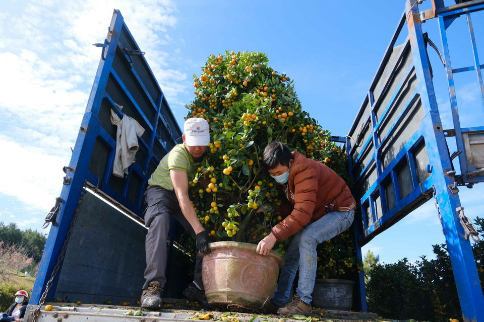 Người dân vận chuyển Quất để trưng bán.(Ảnh: Đặng Tuấn/TTXVN)