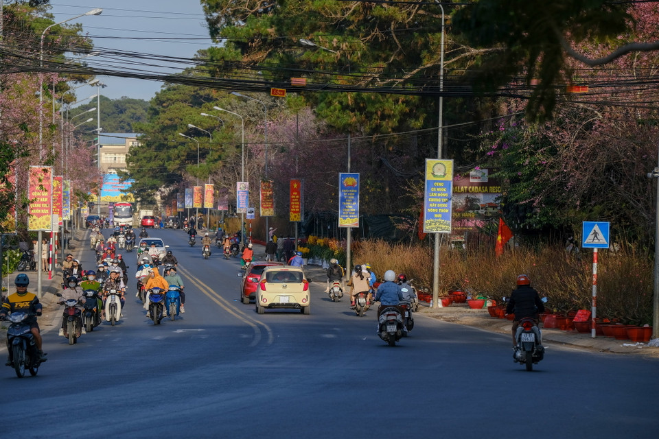 Trên đường Trần Hưng Đạo, Hùng Vương (Phường 10), hoa lan (địa lan, hồ điệp, lan rừng) là thế mạnh thị trường hoa Lâm Đồng được bày bán nhiều nhất. (Ảnh: Đặng Tuấn/TTXVN)