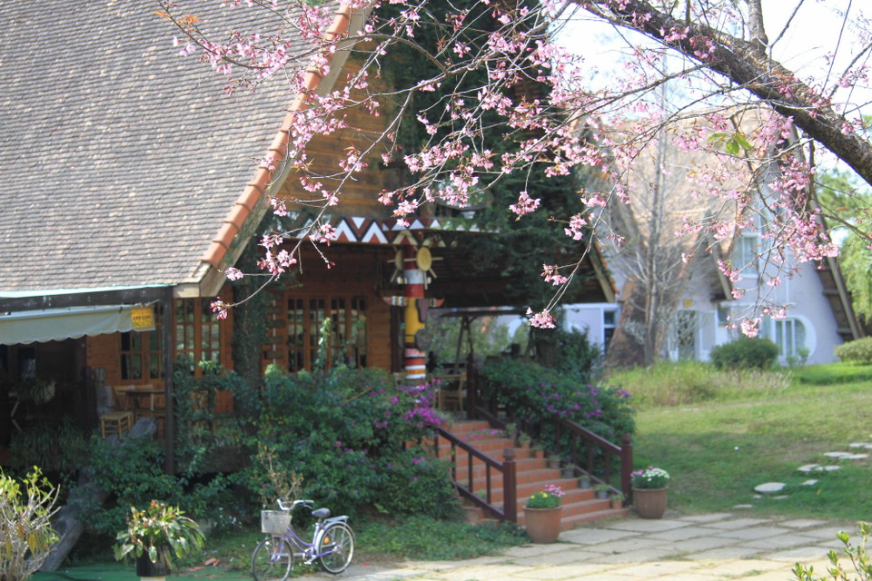  Mai anh đào bung mở đón xuân. (Ảnh: Đặng Tuấn/TTXVN)