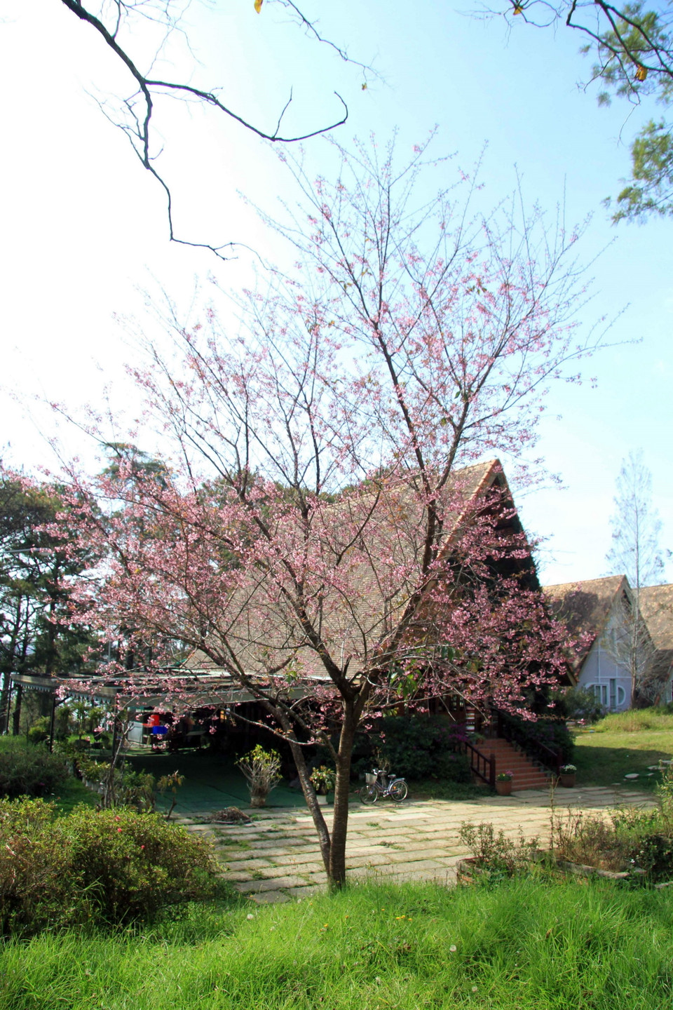 Mai anh đào bên những căn nhà sàn. (Ảnh: Đặng Tuấn/TTXVN)