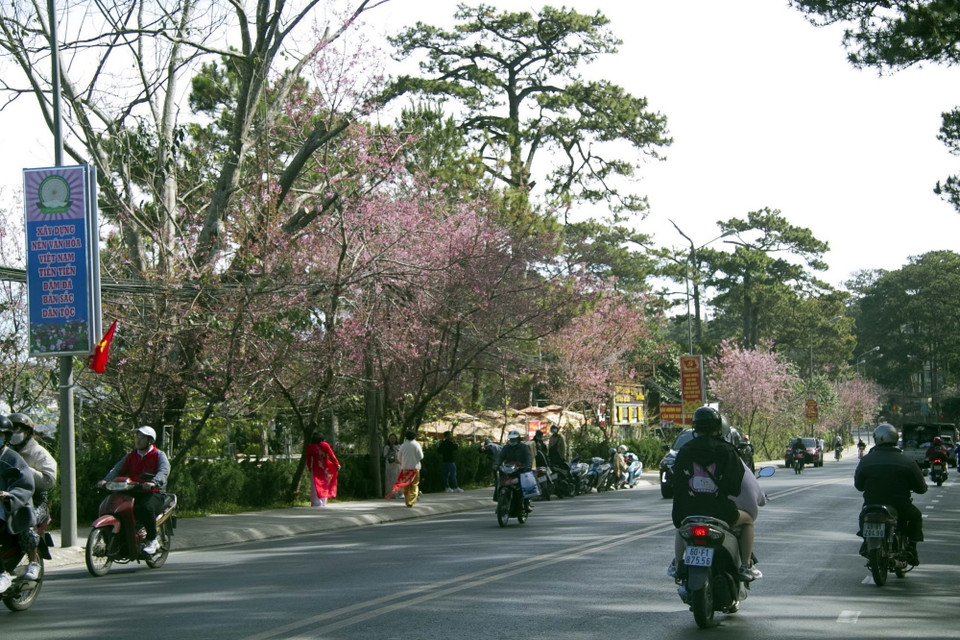 Đà Lạt nhuộm sắc hoa mai anh đào đón xuân. (Ảnh: Đặng Tuấn/TTXVN)