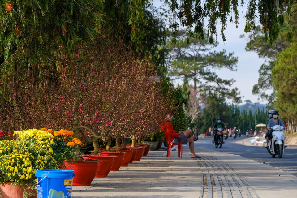 Hoa đào vẫn là loại hoa chủ lực được vận chuyển từ miền bắc vào Đà Lạt và các huyện lân cận bày bán. (Ảnh: Đặng Tuấn/TTXVN)