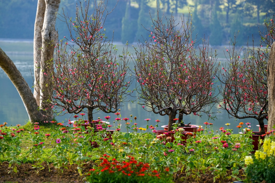 Lượng đào trồng tại địa phương chỉ đủ bán, cho thuê được khoảng 50% nhu cầu của người dân, còn lại là đào từ các tỉnh phía bắc chuyển về. (Ảnh: Đặng Tuấn/TTXVN)