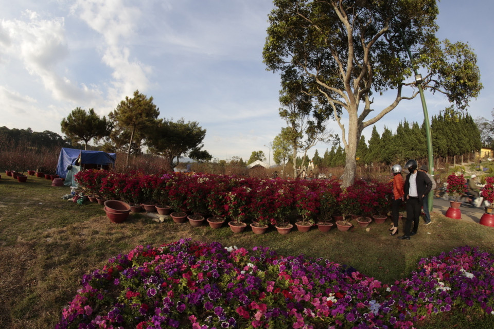 Hoa đào như mọi năm vẫn là loại hoa chủ lực được vận chuyển từ miền bắc vào Đà Lạt và các huyện lân cận bày bán. (Ảnh: Đặng Tuấn/TTXVN)