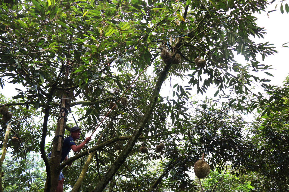 Nông dân huyện Krông Pắk, tỉnh Đắk Lắk thu hoạch sầu riêng. (Ảnh: Tuấn Anh/TTXVN)