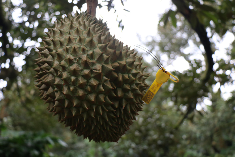 Người dân gắn mã truy xuất nguồn gốc sản phẩm cho cây sầu riêng. (Ảnh: Tuấn Anh/TTXVN)