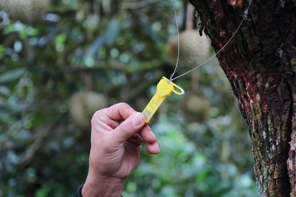 Người dân bắt đầu gắn mã truy xuất nguồn gốc sản phẩm cho cây sầu riêng. (Ảnh: Tuấn Anh/TTXVN)