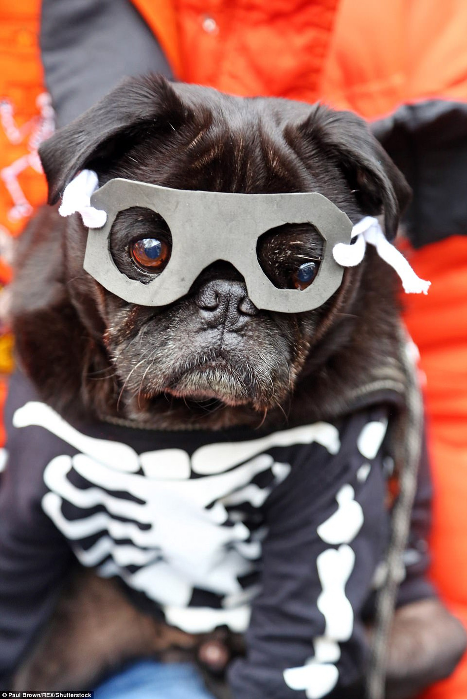 'Bộ xương' nhiều thịt nhất Trái Đất. (Nguồn: DailyMail)