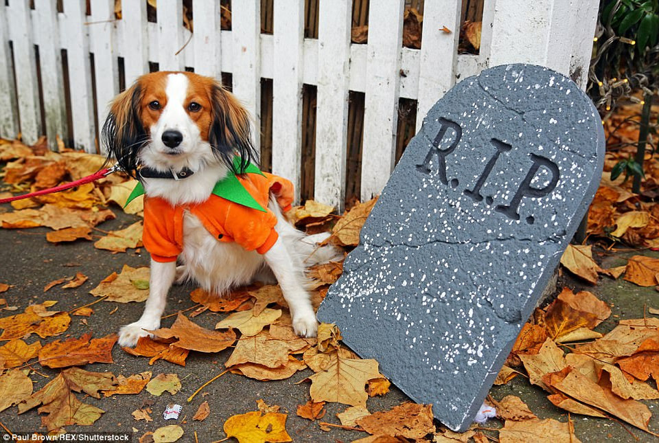 Mùa thu lá bay em đã đi rồi. (Nguồn: DailyMail)