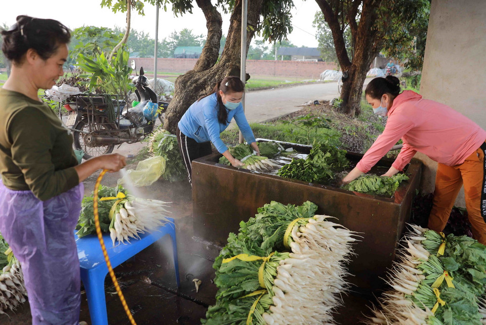 Nông dân thôn Tiền Lệ, xã Tiền Yên, huyện Hoài Đức (Hà Nội) thu hoạch rau cải để cung cấp cho thị trường Hà Nội. (Ảnh: Vũ Sinh/TTXVN)